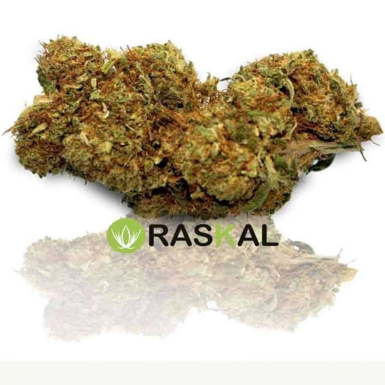 erba legale gorilla glue erba legale gorilla glue