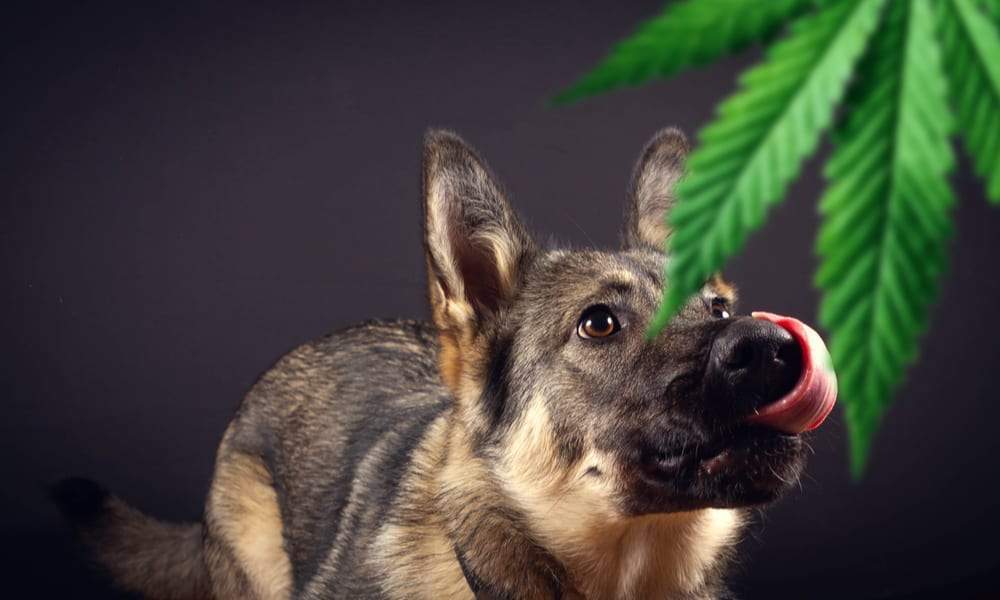 Animali e Marijuana tutto quello che c' è da sapere