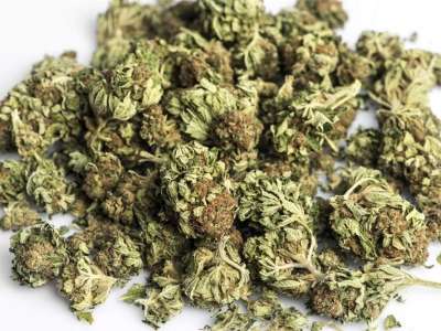 Approfondimento: Infiorescenze di Cannabis