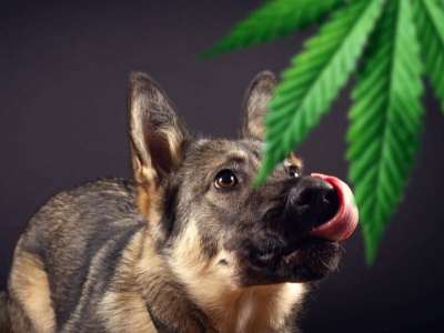 Animals and Marijuana: All the information