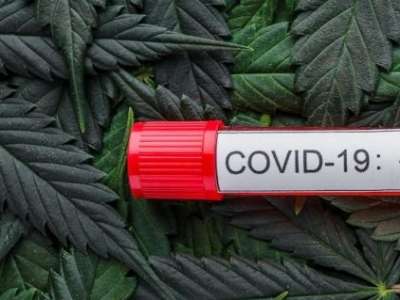 Marijuana against COVID-19?